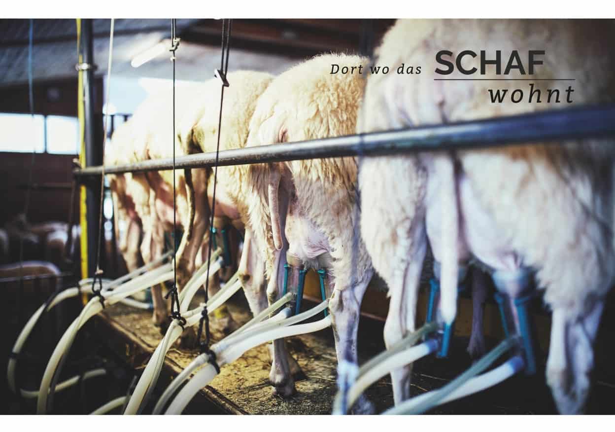 Seegut Eisl - Bio-Schafmilch-Spezialitäten vom Bio-Bauernhof