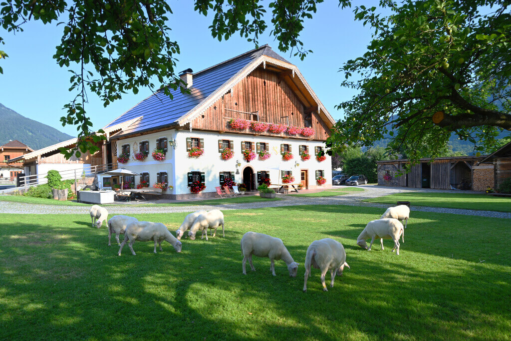 Eisl - Bio-Schafmilch-Spezialitäten vom Bio-Bauernhof